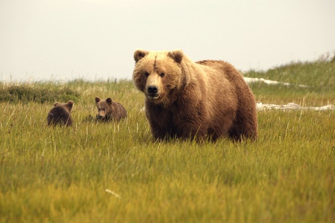 Bears of the Last Frontier - De la película