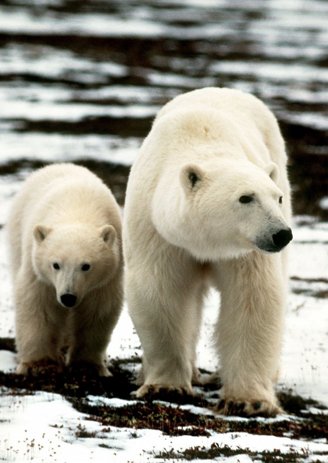 Bears of the Last Frontier - Do filme