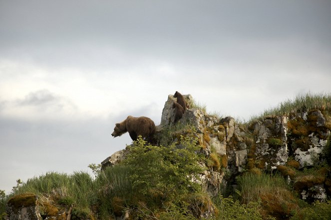 Bears of the Last Frontier - Kuvat elokuvasta