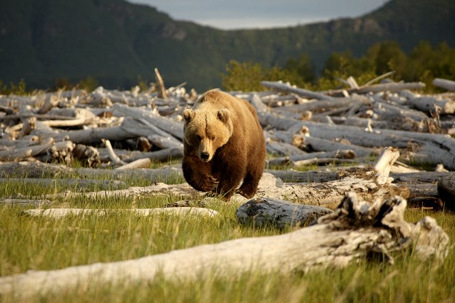 Bears of the Last Frontier - Kuvat elokuvasta