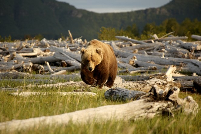 Bears of the Last Frontier - Z filmu