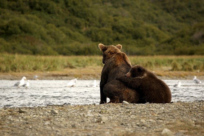 Bears of the Last Frontier - Filmfotók