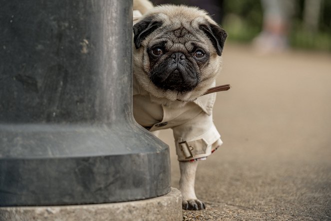 Ein Mops zum Verlieben - Filmfotos