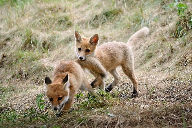 Eine Tagesreise von Spitzbergen bis Namibia - Die Welt der Tiere - De la película