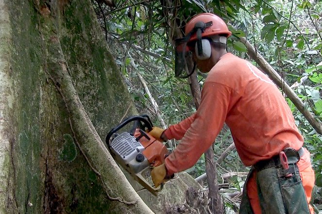 Die Ausbeutung der Urwälder - Kann ein Öko-Siegel die Forstindustrie stoppen? - Film