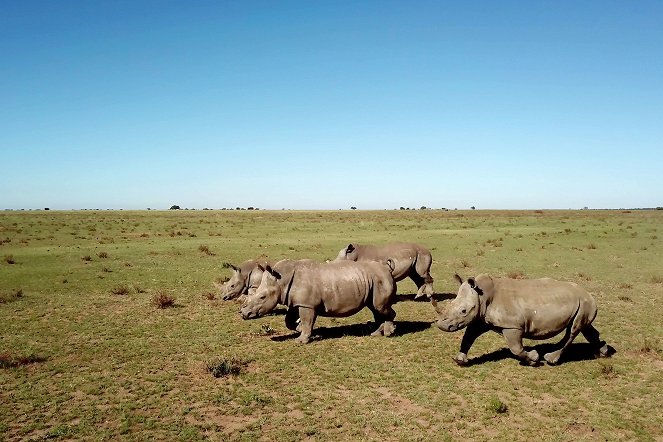 Rhino Dollars - Filmfotók