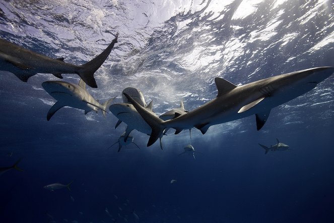 Shark Trek - Die große Hai-Wanderung - Filmfotos