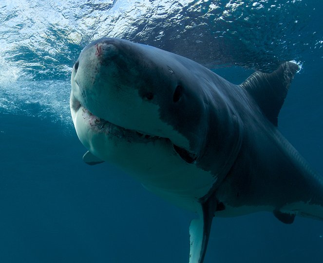 Shark Trek - Kuvat elokuvasta