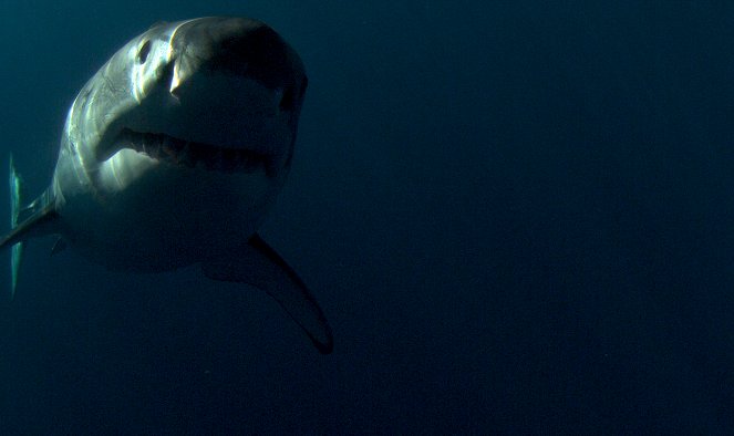 Die Rückkehr des Weißen Killerhais - Filmfotos