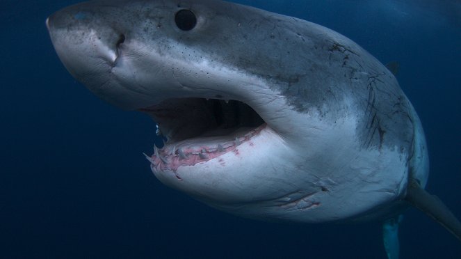 Die Rückkehr des Weißen Killerhais - Filmfotos