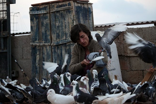 The Pigeon - Photos - Kemal Burak Alper