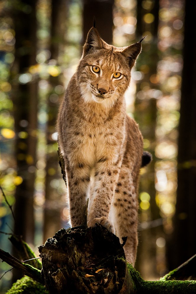 Wild Austria - Created by Water - Photos