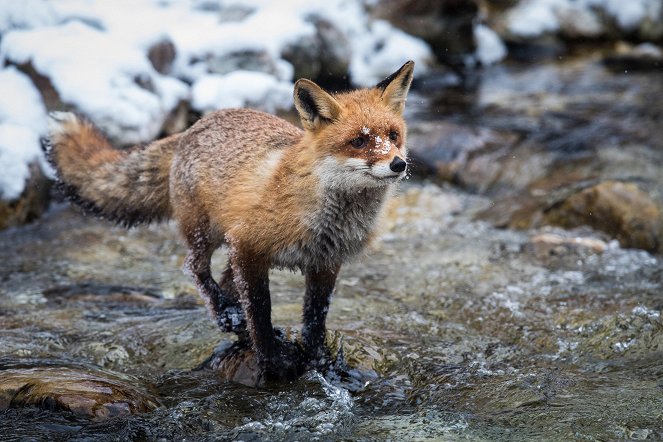 Wild Austria - Created by Water - Photos