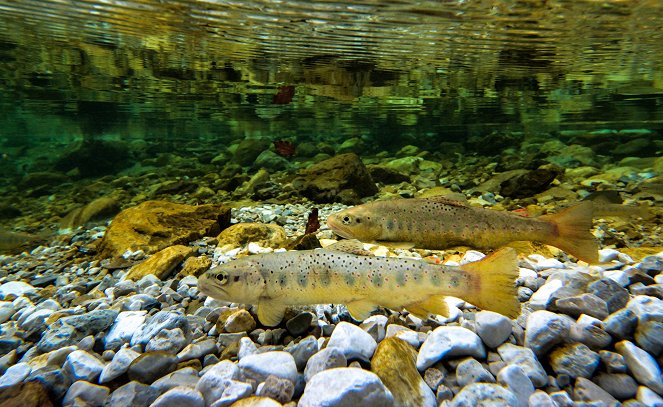 Wild Austria - Created by Water - Photos