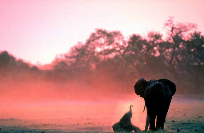 Szipák, a kiselefánt - Filmfotók