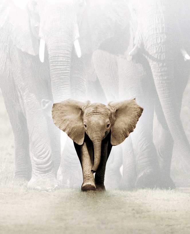 Szipák, a kiselefánt - Promóció fotók