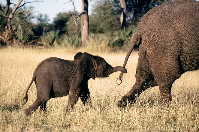 Whispers: An Elephant's Tale - De filmes