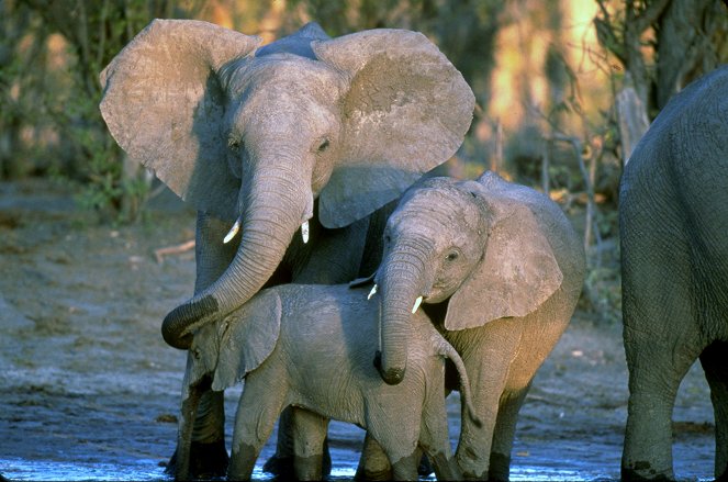 Whispers: An Elephant's Tale - Photos
