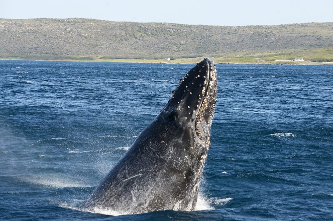 Killer Whales: The Mega Hunt - Photos