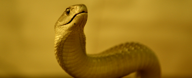 Serpent - De la película