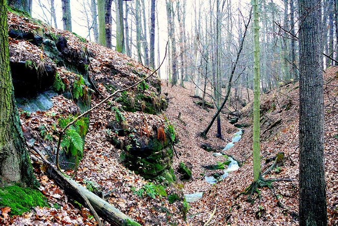 Návraty k divočině - Národní park České Švýcarsko - Van film