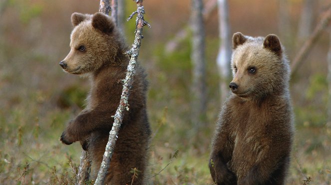 Das erste Jahr in der Wildnis - Tierkinder im Norden - Kuvat elokuvasta