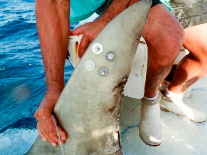 Der Riesen-Hammerhai - Filmfotos