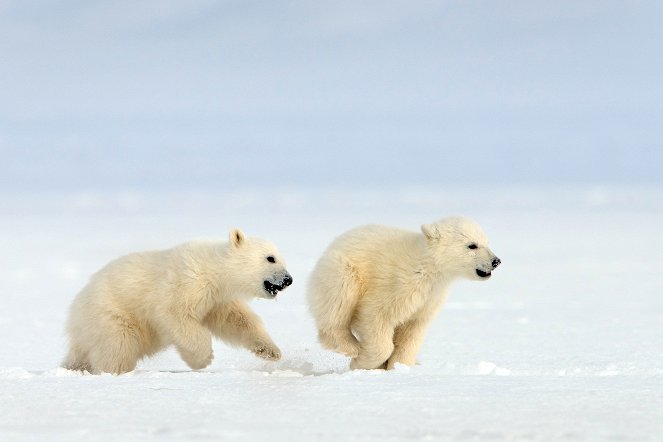 Snow Bears - Photos