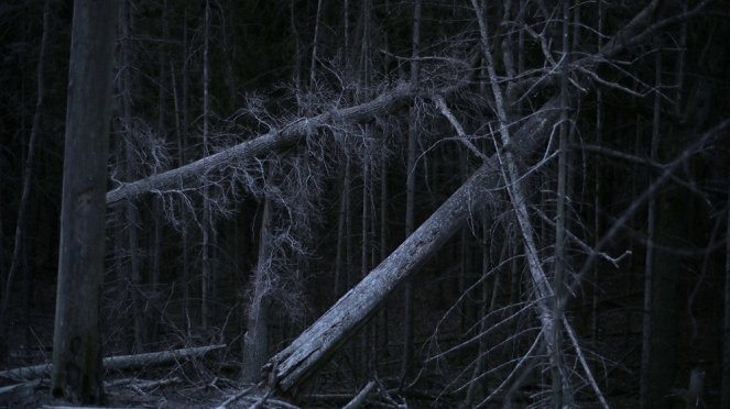 Rūgštus miškas - Van film