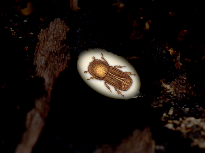 The Bark Beetle of Šumava - Photos