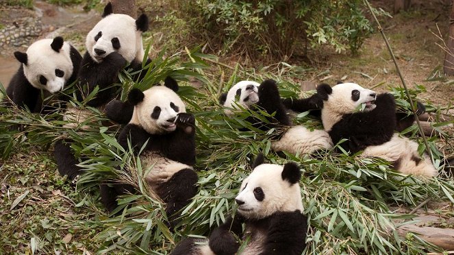 Pandas - Kuvat elokuvasta