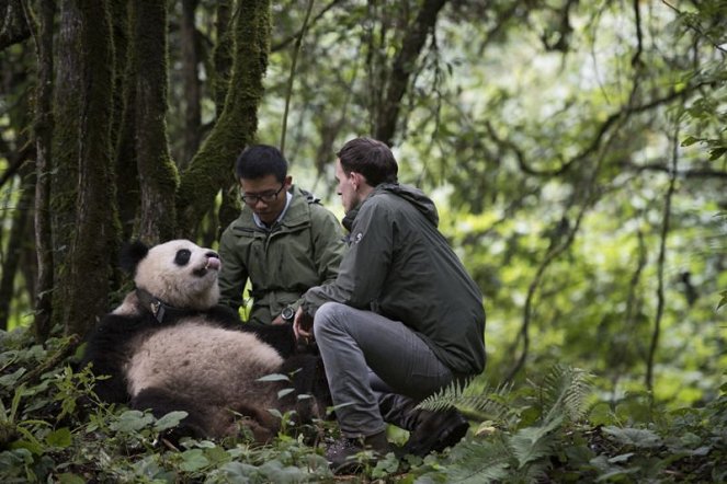 Pandas - De la película
