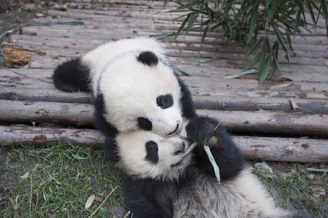 Pandas - Z filmu