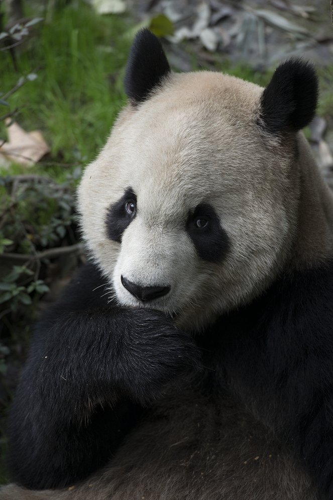 Pandas - Photos