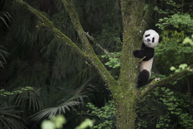 Pandas - Van film
