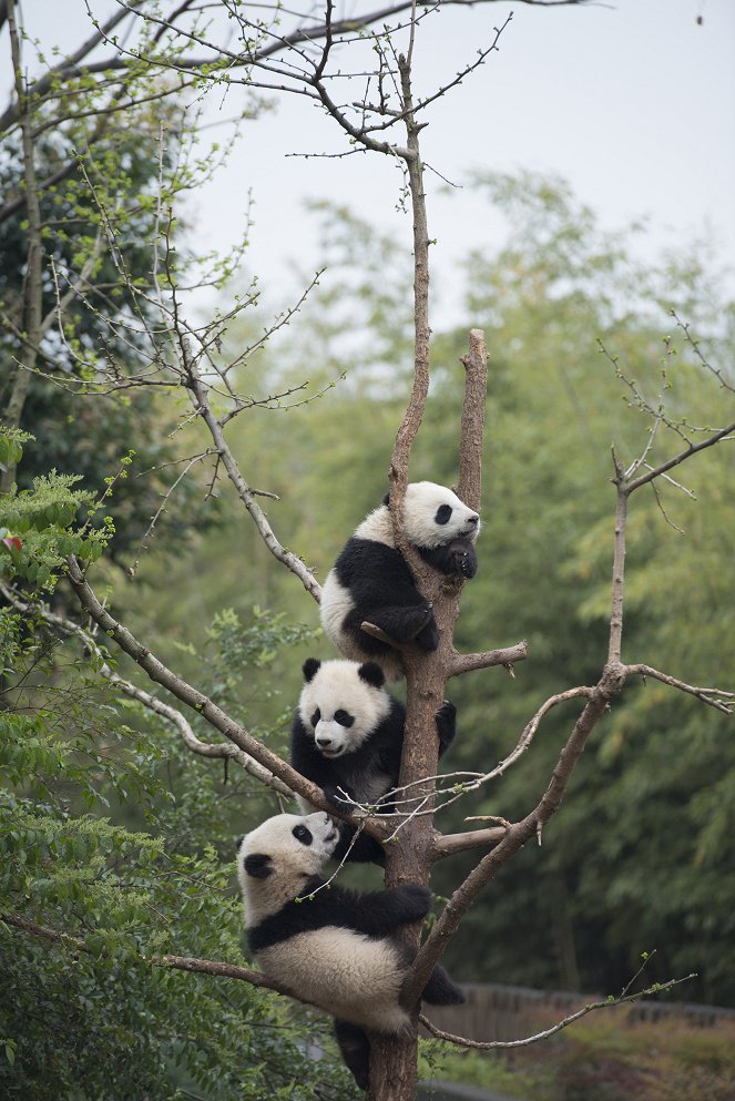 Pandas - Filmfotos
