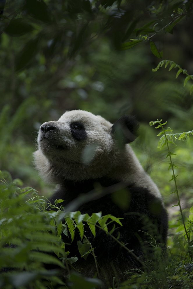 Pandas - Kuvat elokuvasta
