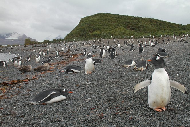 Die Rettung der Pinguin-Insel - Filmfotók