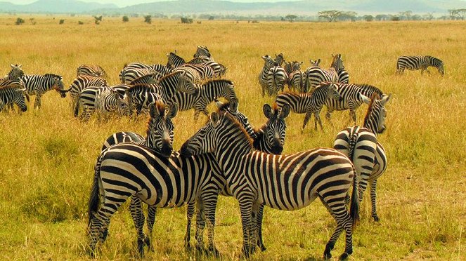 African Safari Adventure - Photos