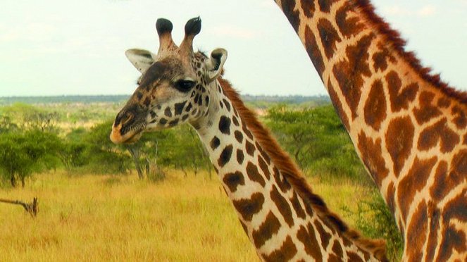 African Safari Adventure - Do filme
