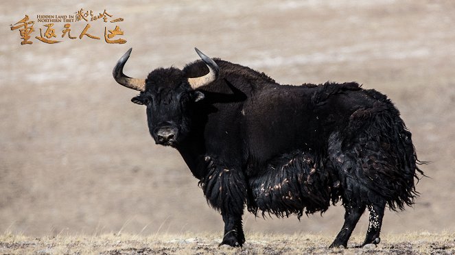 The Hidden Land: Back to No Man's Land in Northern Tibet - Cartões lobby