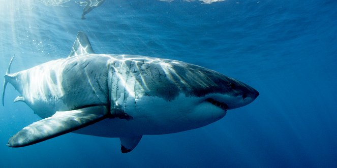 Auf den Spuren des Weißen Hais - Filmfotos