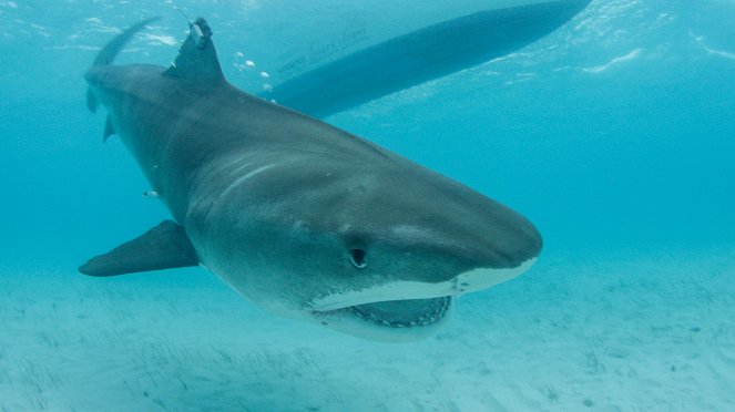 Auf den Spuren des Weißen Hais - Filmfotos
