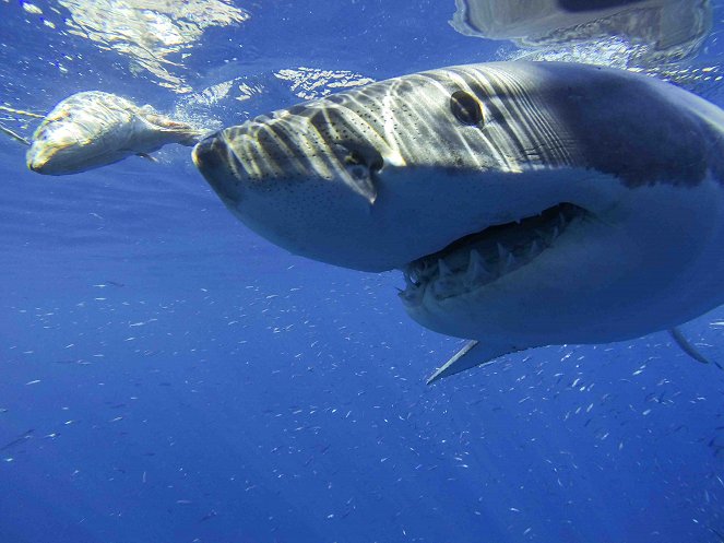 Der Weiße Hai schlägt zurück - Filmfotos