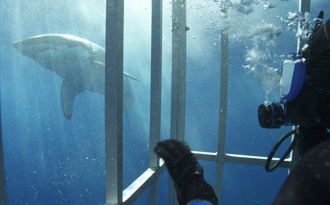 Der Weiße Hai schlägt zurück - Filmfotos