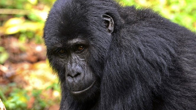 Wildes Uganda - Tierparadies im Osten Afrikas - Filmfotos