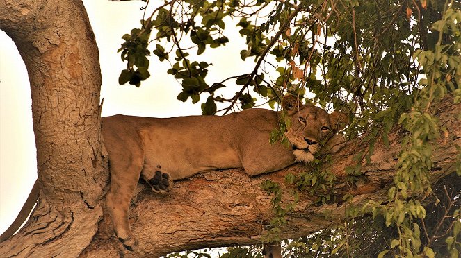 Wildes Uganda - Tierparadies im Osten Afrikas - Filmfotos