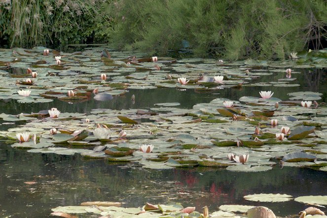 Die Seerosen - Claude Monets Vermächtnis - Filmfotos