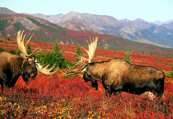 Abenteuer Yukon - Durchs wilde Herz Kanadas - Van film