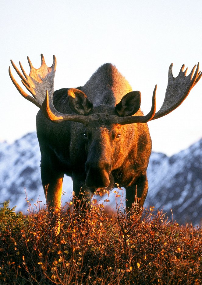 Abenteuer Yukon - Durchs wilde Herz Kanadas - Van film